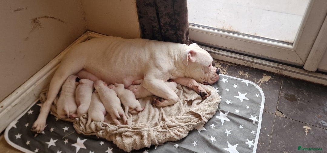 American Bulldog dogs for sale: American bulldog - Image 3