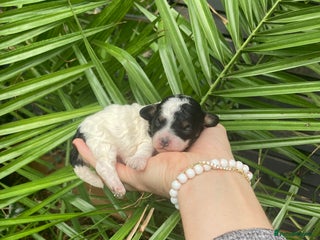 Cavapoo dogs Toy cavapoo WAITING LIST - Advert 6