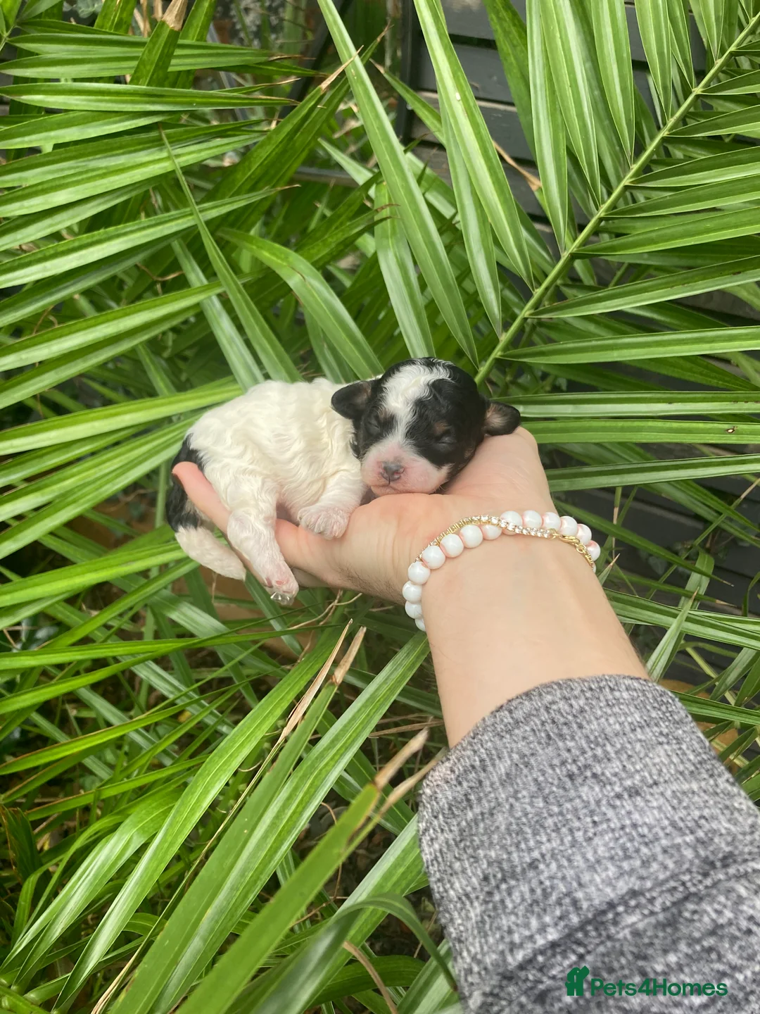 Cavapoo dogs for sale: Toy cavapoo WAITING LIST - Advert 2