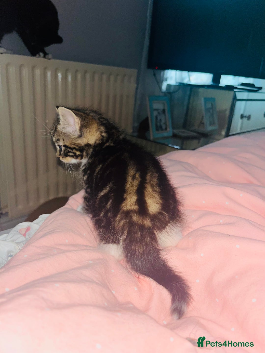 British Shorthair cats for sale: 4 kittens are available now  - Advert 9