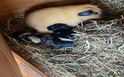Guinea Pig rodents for sale: Guniea pigs ready to be reserved!  - Image 1