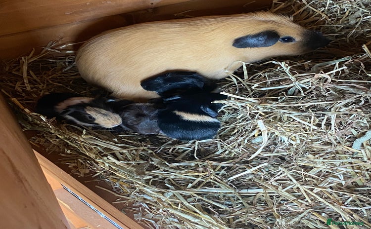 Guinea Pig rodents - Advert 11