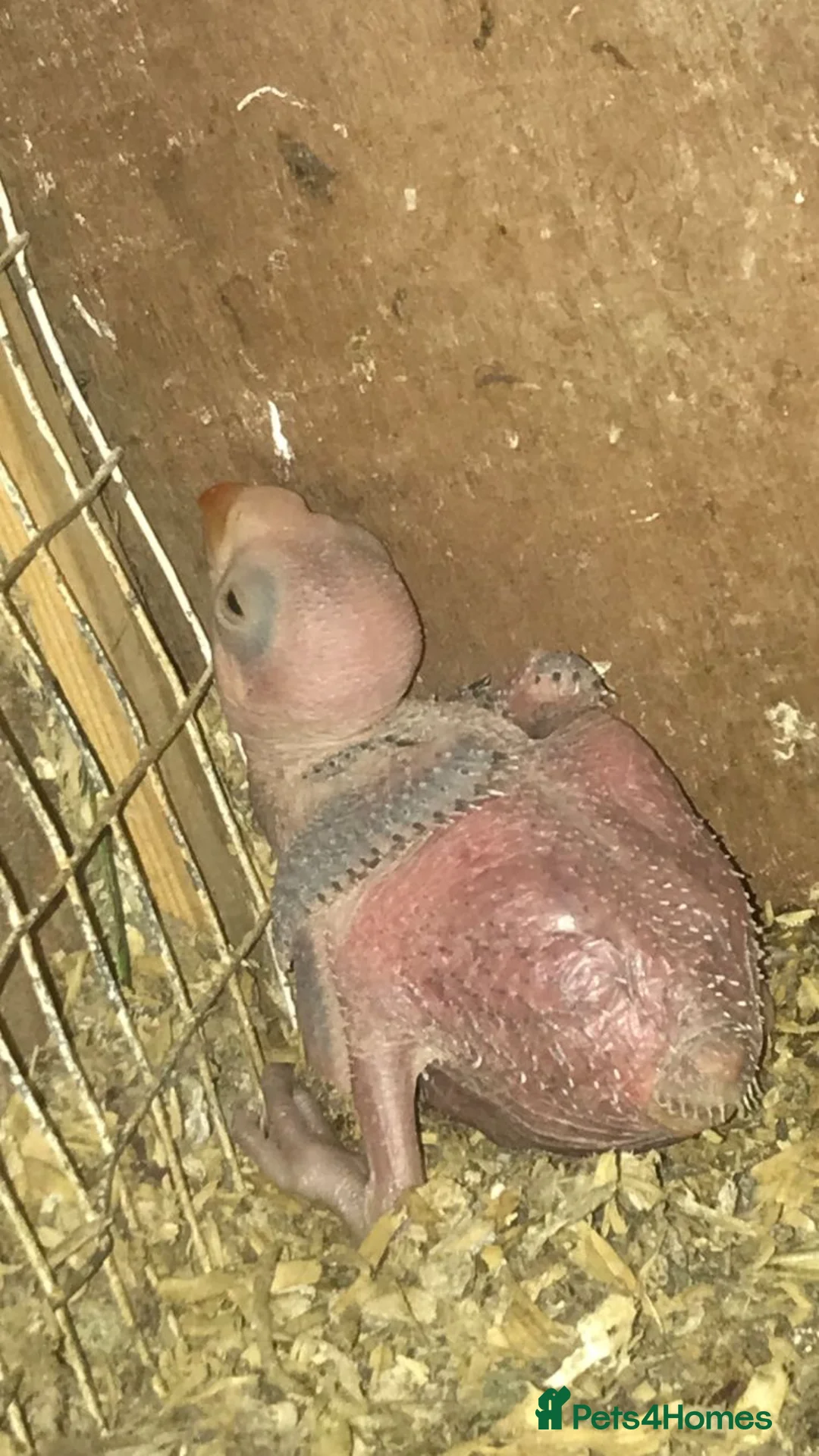 Mixed Breed birds for sale: Breeding pair of Indian ringnecks - Advert 4