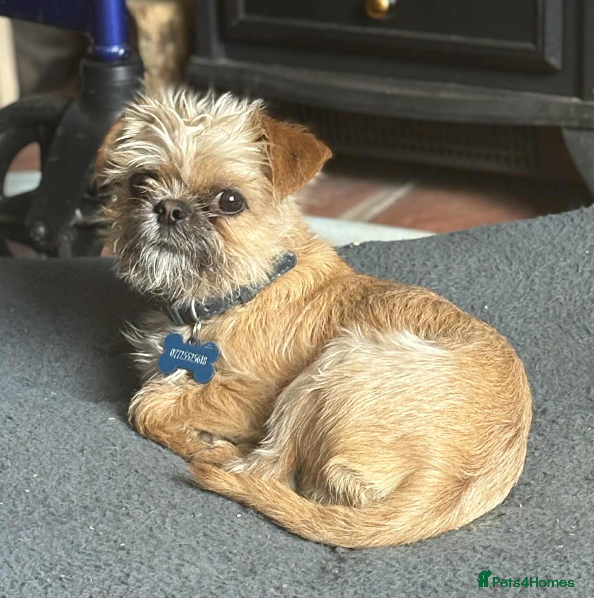 Mixed Breed dogs 1 YR OLD MALE SHIH TZU CROSS CHI FOR REHOME - Advert 3