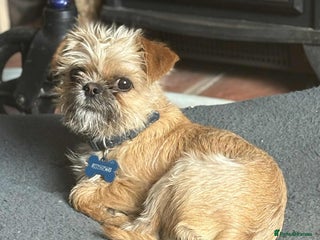 Mixed Breed dogs 1 YR OLD MALE SHIH TZU CROSS CHI FOR REHOME - Advert 1