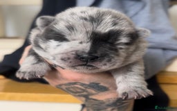 Chow Chow dogs for stud: Rare Smooth Coat Blue Merle for Stud - Advert 7