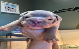 English Bulldog dogs for sale: English bulldog puppies - Image 11
