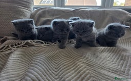 British Shorthair cats for sale: BRITISH SHORTHAIR KITTENS  - Image 20