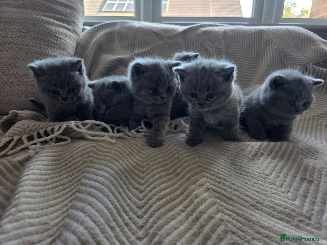 British Shorthair cats for sale: BRITISH SHORTHAIR KITTENS  - Image 20