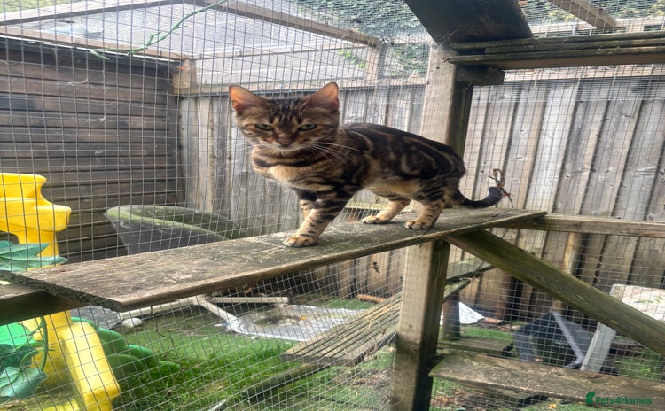 Bengal cats - Advert 2
