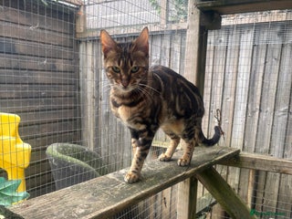 Bengal cats - Advert 19