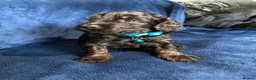 Cockapoo dogs for sale: Beautiful Litter Of Cockapoo Puppies in Colchester - Advert 11