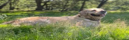 Golden Retriever dogs for sale: Championship lines puppies - Advert 3