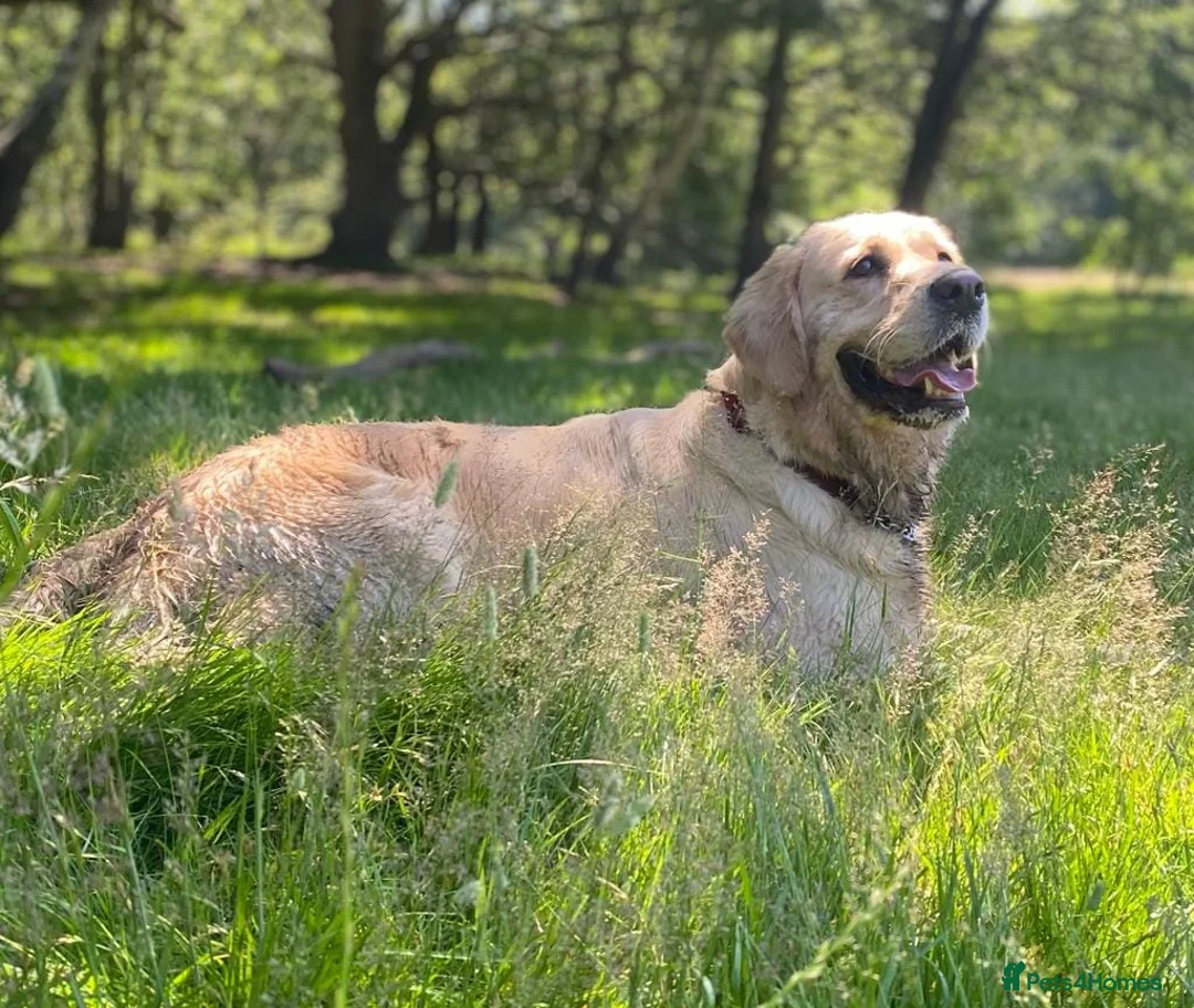Golden Retriever dogs for sale: Championship lines puppies - Advert 3