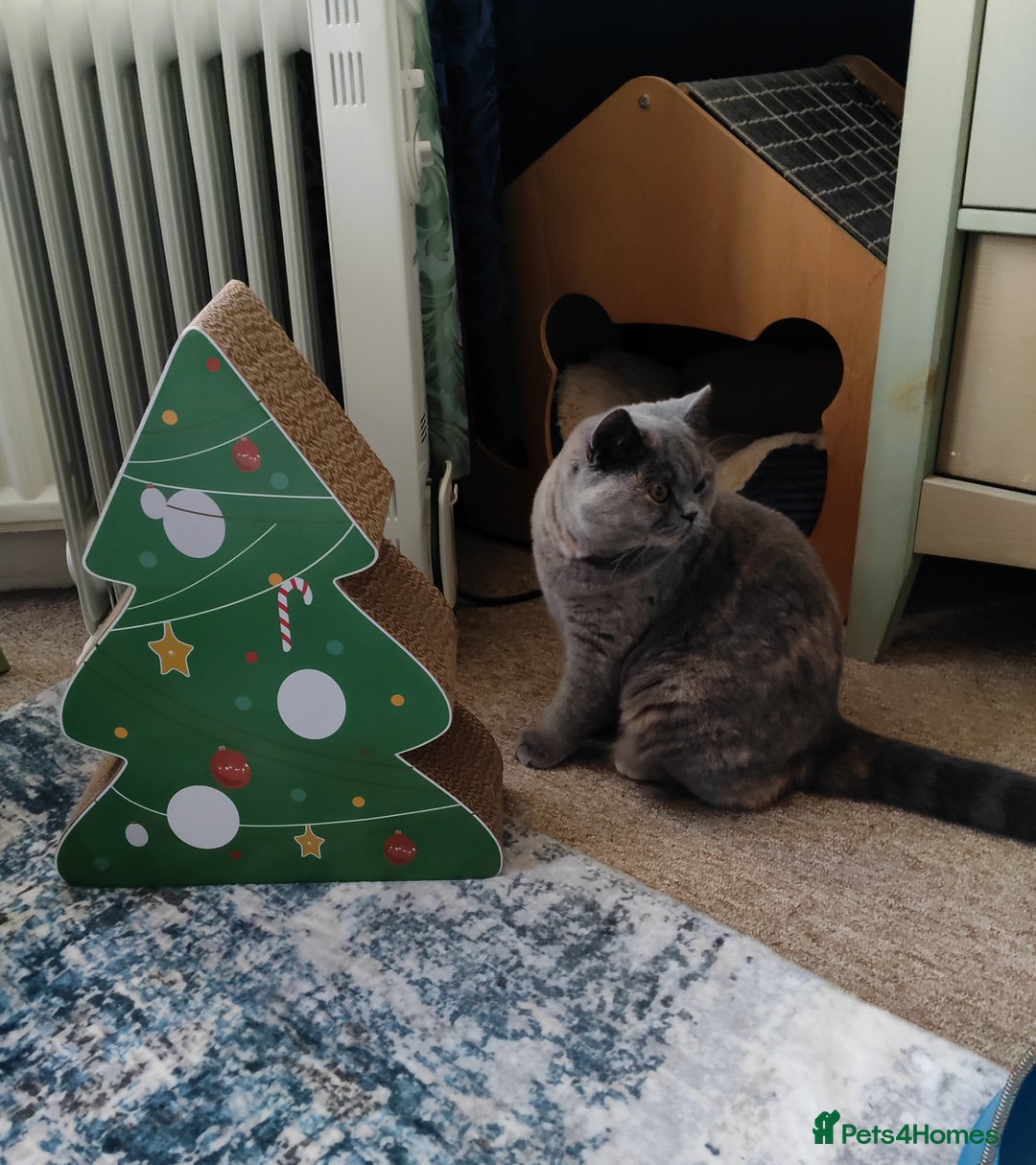 British Shorthair cats for sale:  GCCF CH lines. Beautiful BSH odd eyes boy & girl. - Advert 14