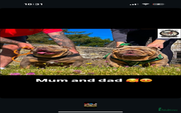 English Bulldog dogs for sale: Bulldogs ready to go!  - Image 1