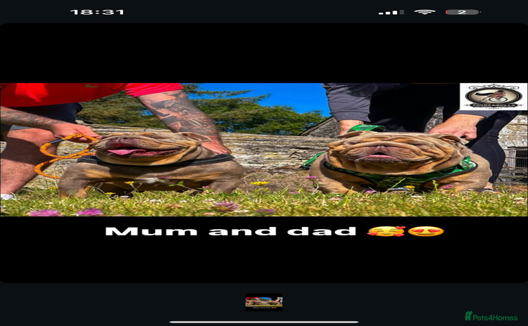 English Bulldog dogs - Advert 3