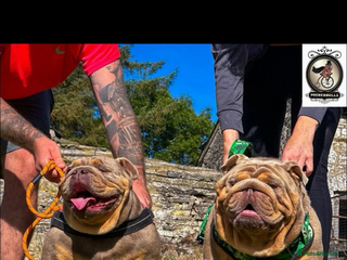 English Bulldog dogs - Advert 7