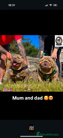 English Bulldog dogs - Advert 1