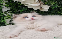 Ragdoll cats for sale: 🩷✨️Lovely Chunky EU kittens✨️🏆TICA Award cattery - Image 18