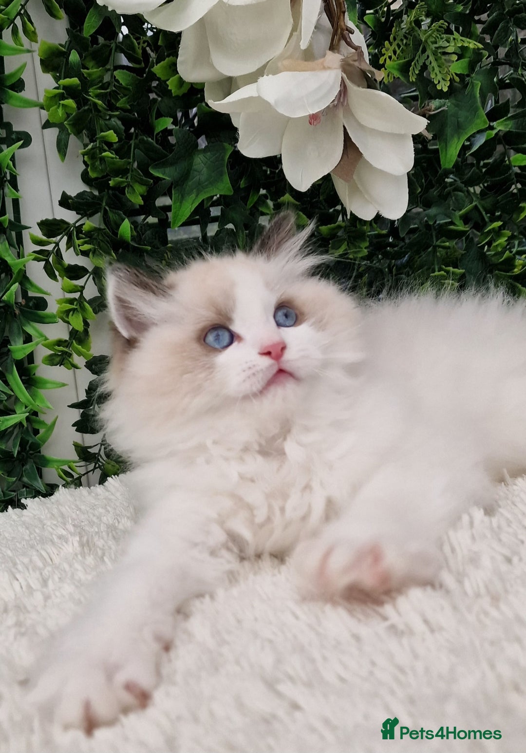 Ragdoll cats for sale: 🩷✨️Lovely Chunky EU kittens✨️🏆TICA Award cattery - Image 18