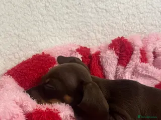 Dachshund dogs Little girl - Advert 3