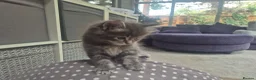 Mixed Breed cats for sale: Ragcoons in Newton-le-Willows - Advert 18