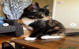 British Shorthair cats for sale: Callie - Image 1