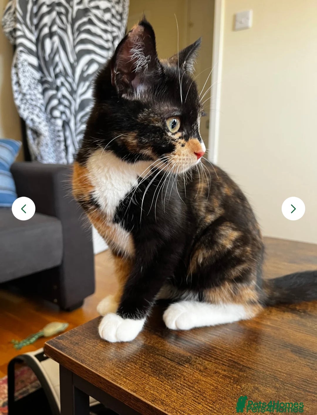 British Shorthair cats for sale: Callie - Image 1