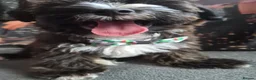 Mixed Breed dogs for sale: 🐾 3 CAVORKIE BOYS READY FOR FOREVER HOMES! 🐾 in Enfield - Advert 14
