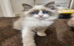 Ragdoll cats for sale: Ready now, 1 male and 3 female ragdoll kittens - Image 4