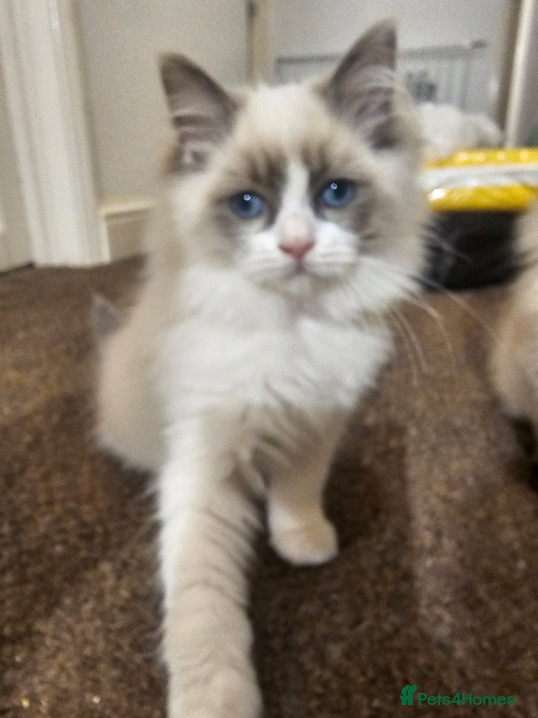 Ragdoll cats for sale: Ready now, 1 male and 3 female ragdoll kittens - Image 4