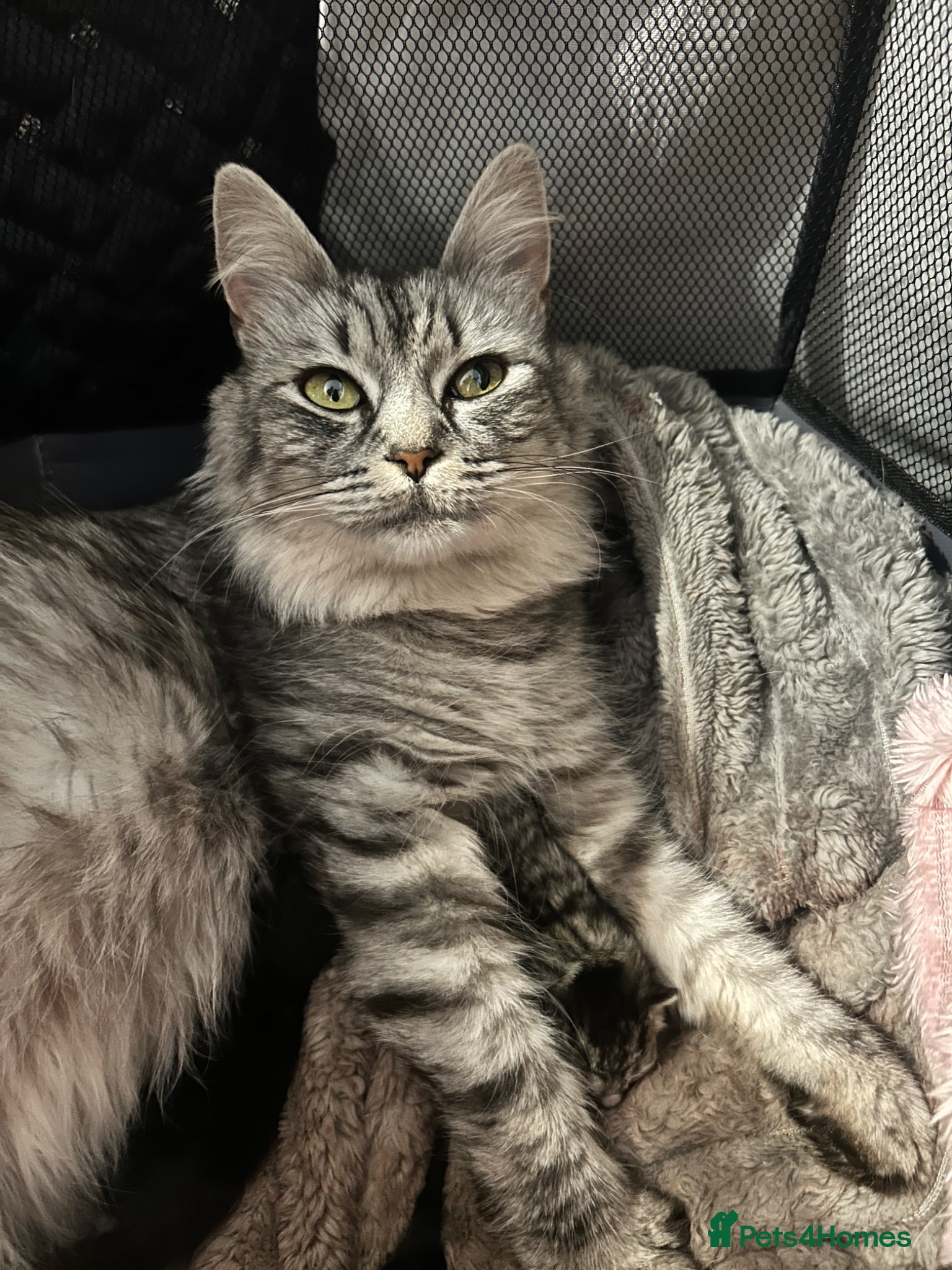 Ragdoll cats Ragdoll x kittens ready now - Advert 5