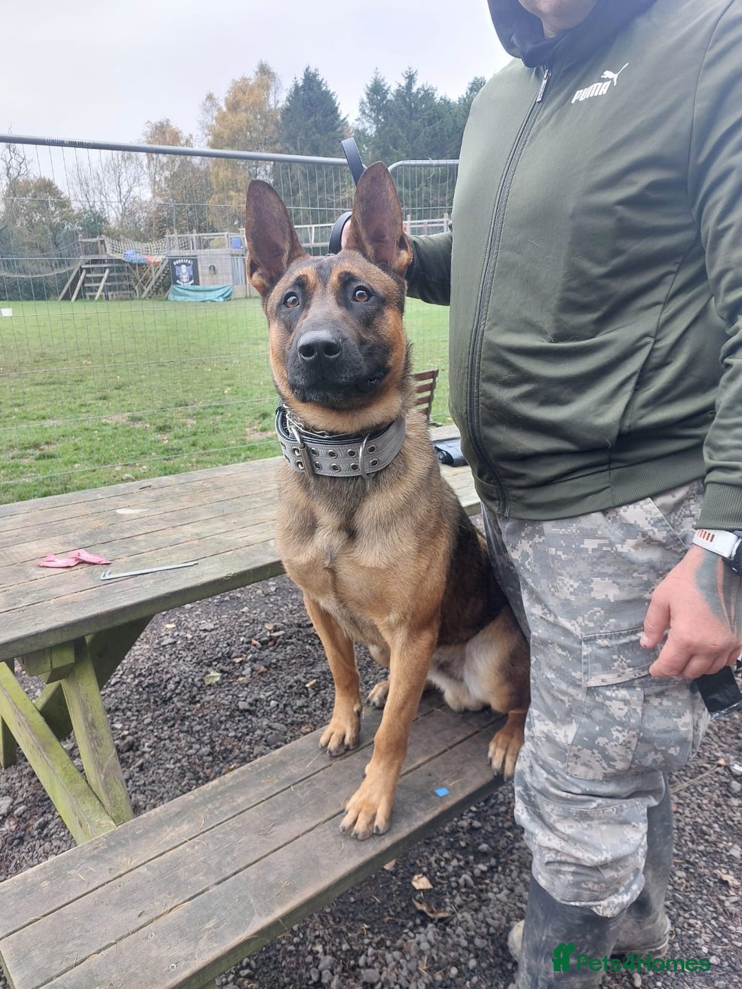 Belgian Shepherd Dog dogs for sale: Top working line puppies  - Image 9