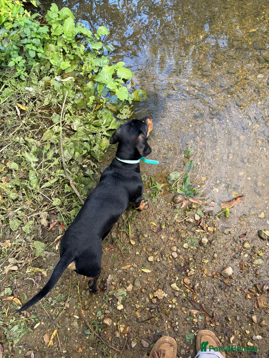 Dachshund dogs for sale: Male dachshund 10 months old  in Milton Keynes - Advert 2