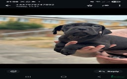 Cane Corso dogs for sale: Last 3 of the 10 cane cane corso puppys left  - Image 10