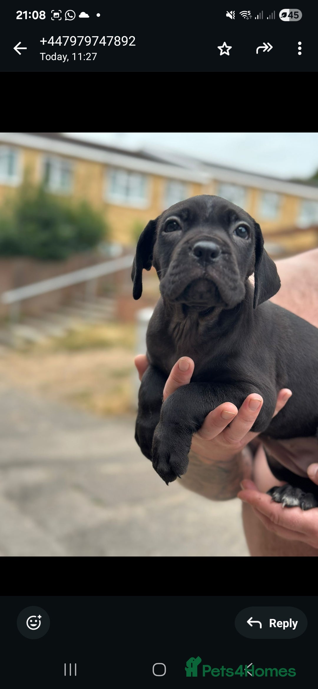 Cane Corso dogs for sale: Last 3 of the 10 cane cane corso puppys left  - Image 10