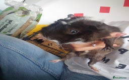 Guinea Pig rodents for sale: 2 Male Guinea Pigs - Have to go together  - Image 13