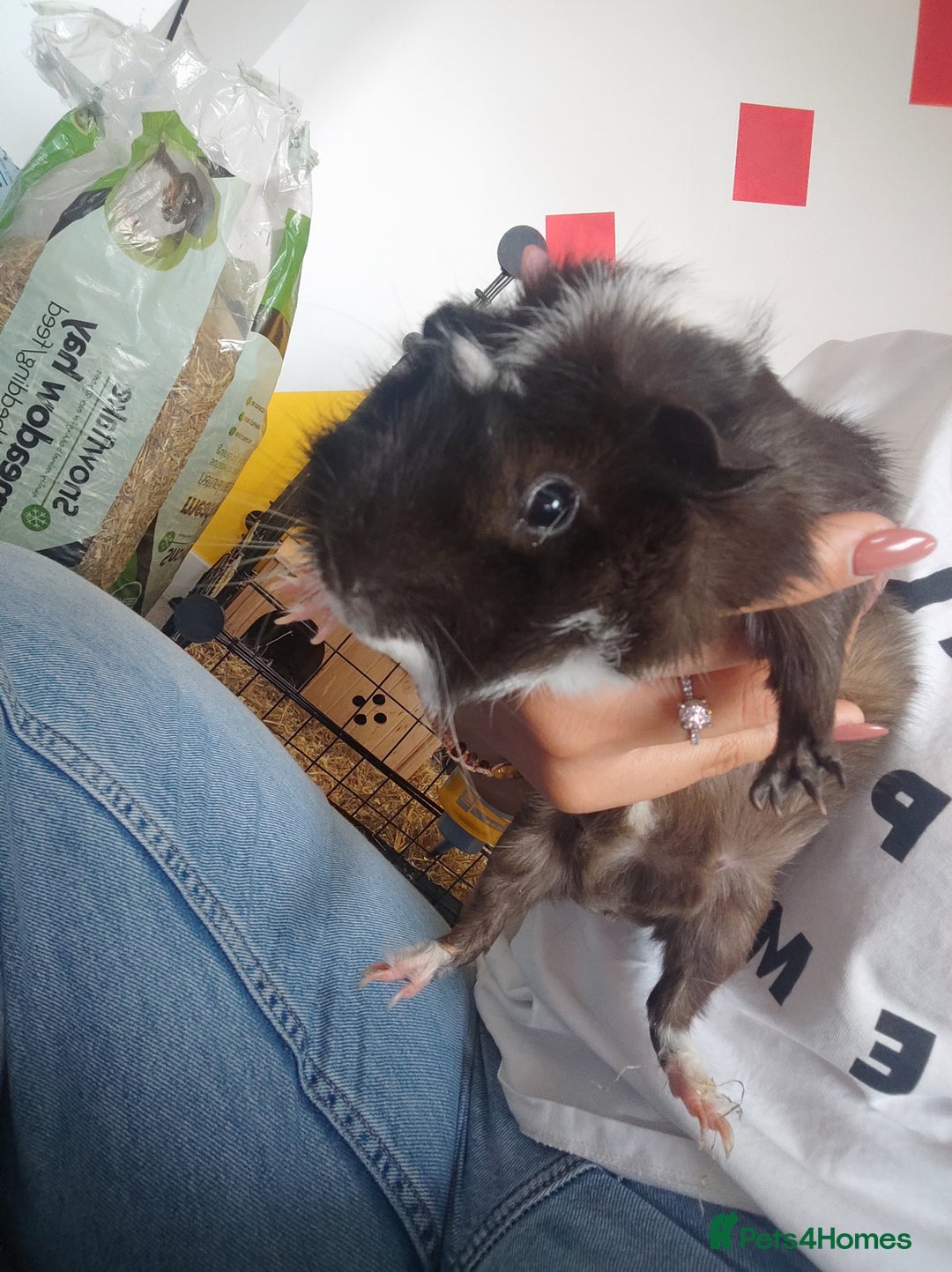 Guinea Pig rodents for sale: 2 Male Guinea Pigs - Have to go together  - Image 13