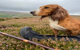Cocker Spaniel dogs for sale: Cocker Spaniel Puppies  - Advert 8