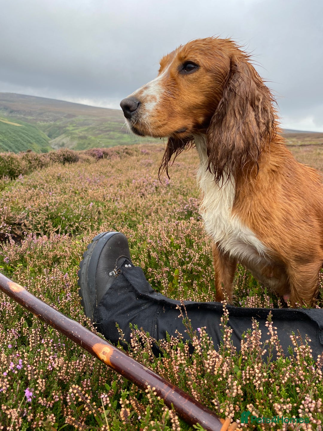 Cocker Spaniel dogs for sale: Cocker Spaniel Puppies  - Advert 8