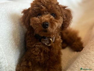 Toy Poodle dogs Seeking a New Home Toy Poodle Puppy Charlie - Advert 1