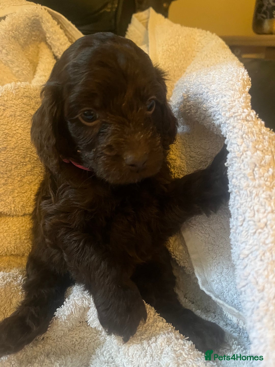 Cockapoo dogs for sale: Adorable Chocolate Cockapoos  - Image 2