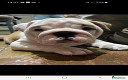 English Bulldog dogs for stud: Apollo 1 bulldog HUU clear stud boy in York - Image 5