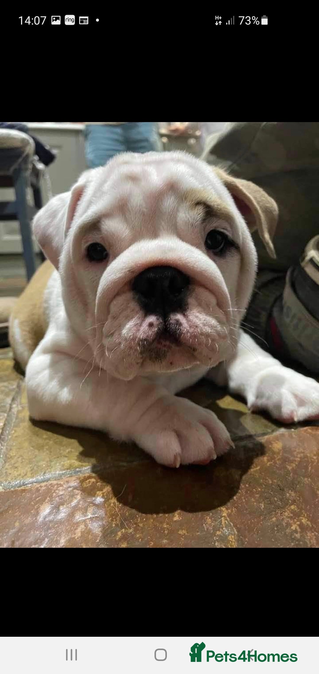 English Bulldog dogs for stud: Apollo 1 bulldog HUU clear stud boy in York - Image 5