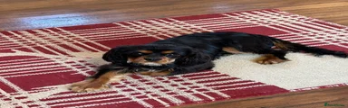 Cavalier King Charles Spaniel 1