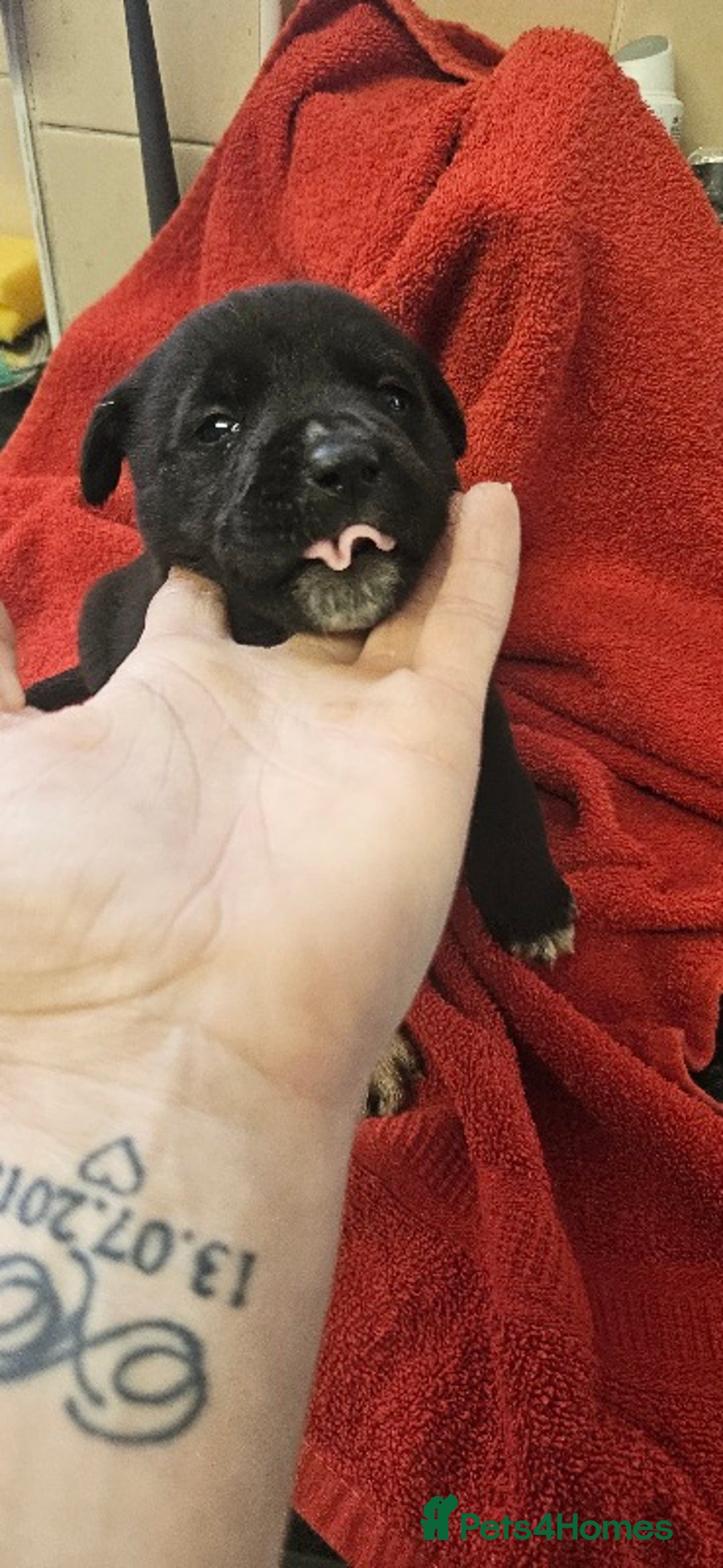 Mixed Breed dogs for sale: Huge American akita x cane corso pups - Advert 12