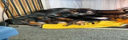 Dachshund dogs for sale: Playful dachshunds for sale  - Advert 1