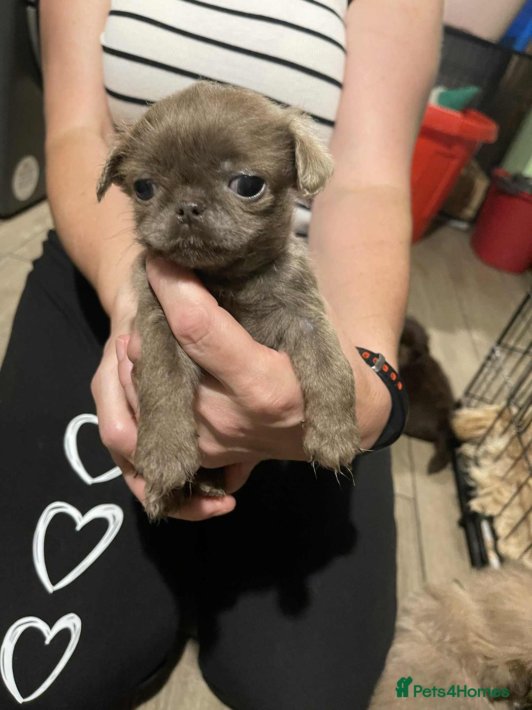 Shih Tzu dogs for sale: Imperial karishishi  shih tzu dobie carriers   - Image 10