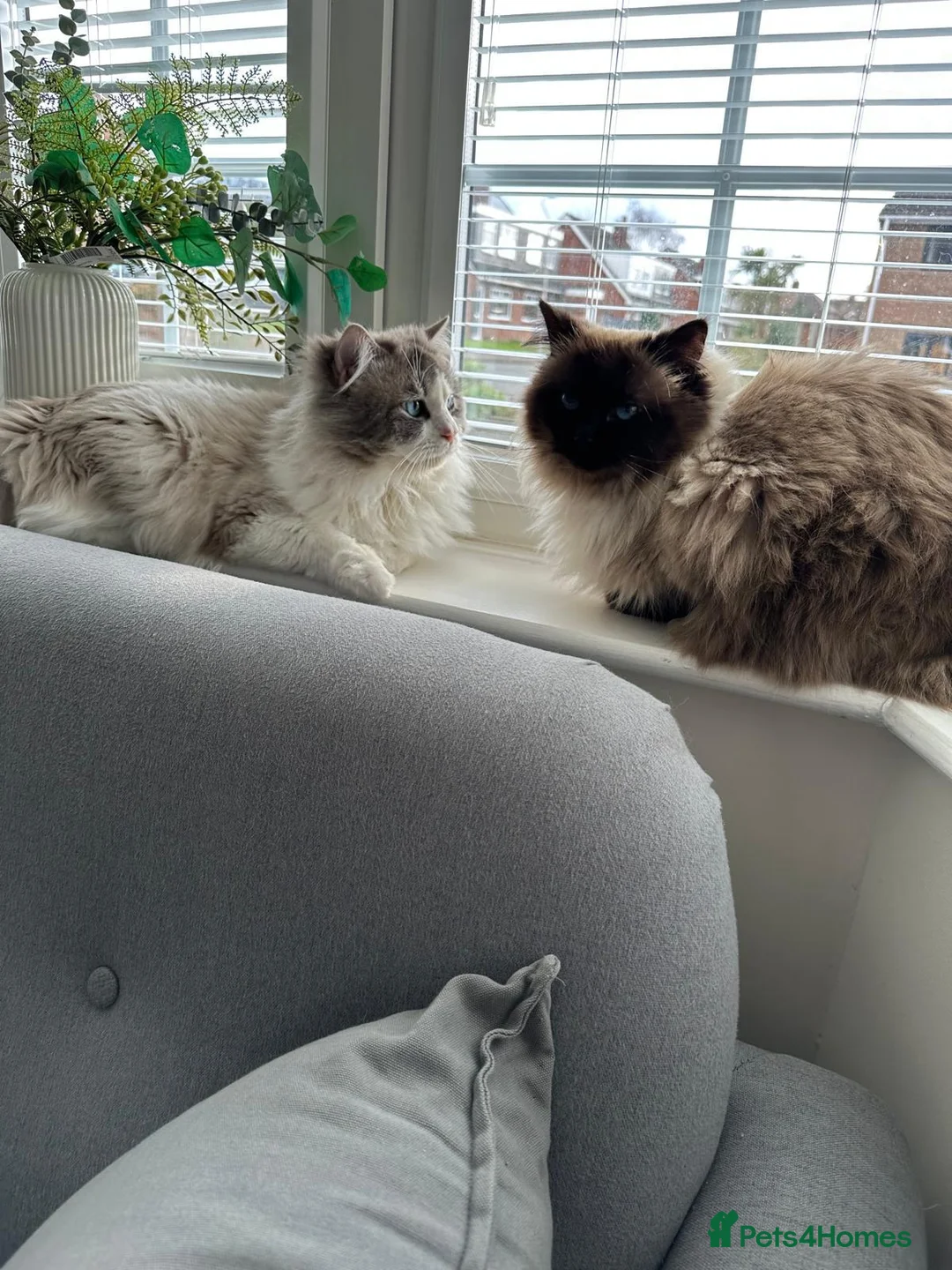 Ragdoll cats for sale: Beautiful Boy Ragdoll Kittens For Sale - Advert 2
